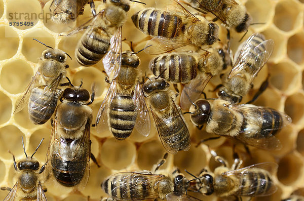 Honigbienen (Apis mellifera var carnica)  Arbeiterbienen und männliche Drohnen auf heller Wabe