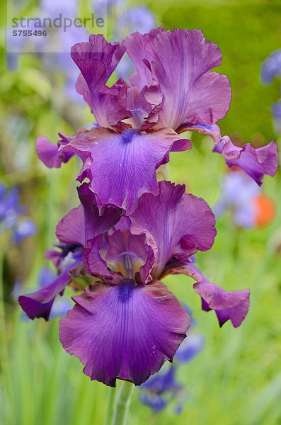 Hohe Bart-Iris (Iris barbata elatior Hybride)  violette Blüten  in Rabattengarten