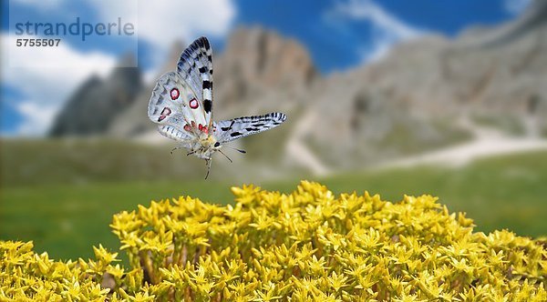 Apollofalter Parnassius apollo