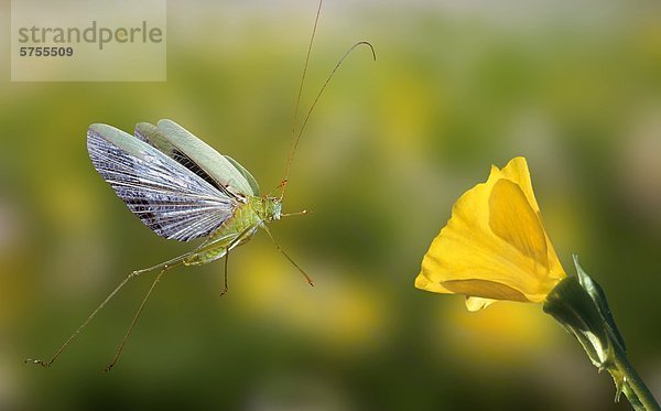 Großes Heupferd  Tettigonia viridissima  im Flug