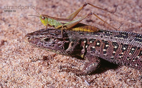 Zauneidechse  Lacerta agilis  und Schrecke