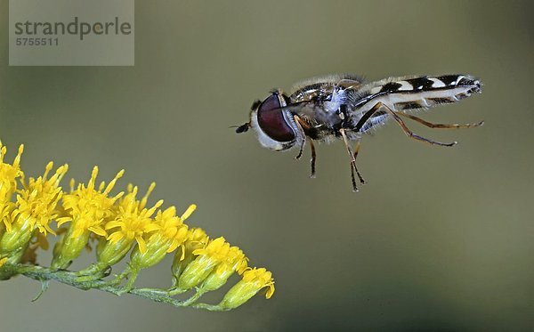 Schwebfliege  Scaeva pyrastri