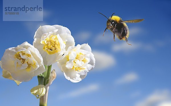 Erdhummel  Bombus lucorum