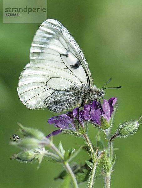 Schwarzer Apollo  Parnassius mnemosyne