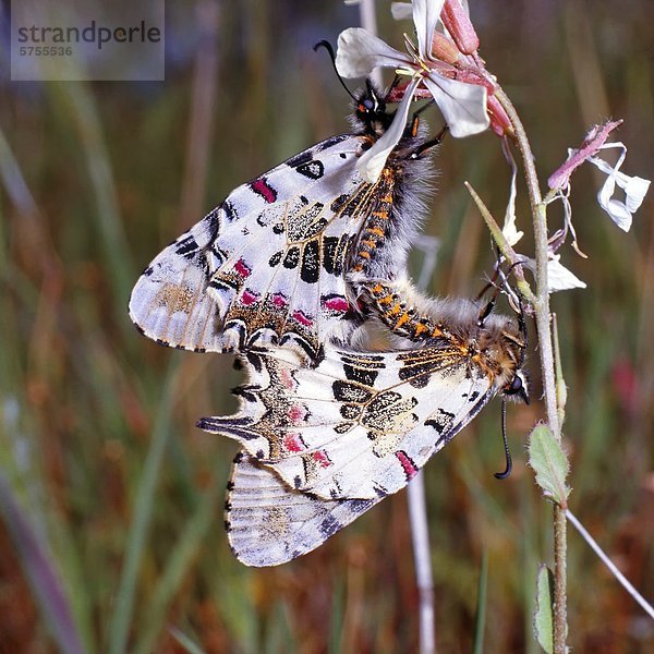 Osterluzeifalter  Zerynthia polyxenia  bei der Paarung