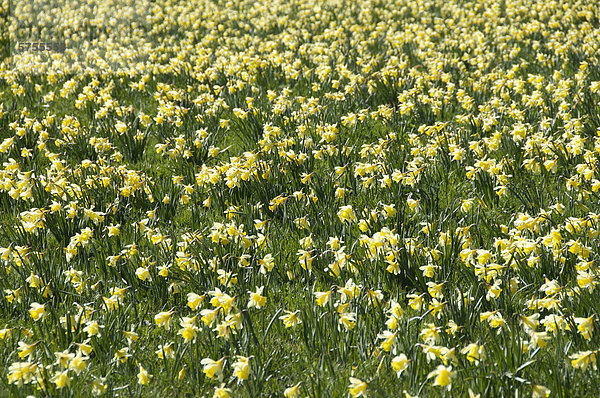 Narzissen-Feld (Narcissus pseudonarcissus)  CÈzallier  Auvergne  Frankreich  Europa
