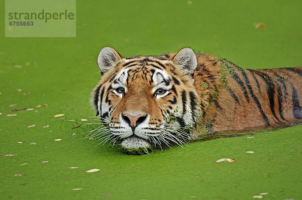 Sibirischer Tiger oder Amurtiger (Panthera tigris altaica) im Wasser  Vorkommen in Asien  captive  Niederlande  Europa