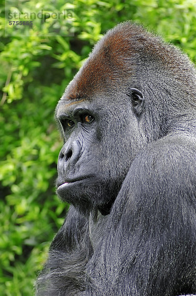 Westlicher Flachlandgorilla (Gorilla gorilla gorilla)  Männchen  Silberrücken  Portrait  Vorkommen in Afrika  captive  Nordrhein-Westfalen  Deutschland  Europa