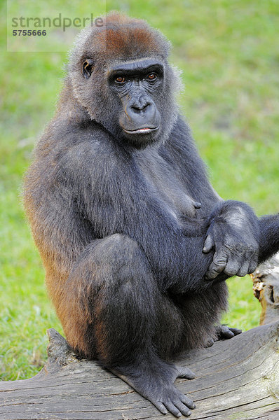 Westlicher Flachlandgorilla (Gorilla gorilla gorilla)  Weibchen  Vorkommen in Afrika  captive  Florida  USA