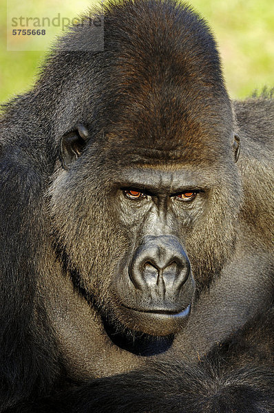 Westlicher Flachlandgorilla (Gorilla gorilla gorilla)  Männchen  Silberrücken  Portrait  Vorkommen in Afrika  captive  Florida  USA
