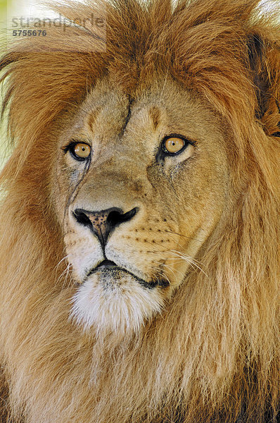 Afrikanischer Löwe (Panthera leo)  Männchen  Vorkommen in Afrika  captive  Niederlande  Europa