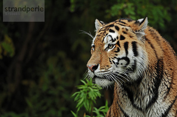 Sibirischer Tiger oder Amurtiger (Panthera tigris altaica)  Portrait  Vorkommen in Asien  captive  Niederlande  Europa