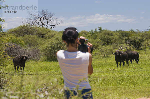 Touristin filmt Afrikanische Büffel oder Kaffernbüffel (Syncerus caffer)  Timbavati Nature Reserve  Limpopo  Südafrika  Afrika
