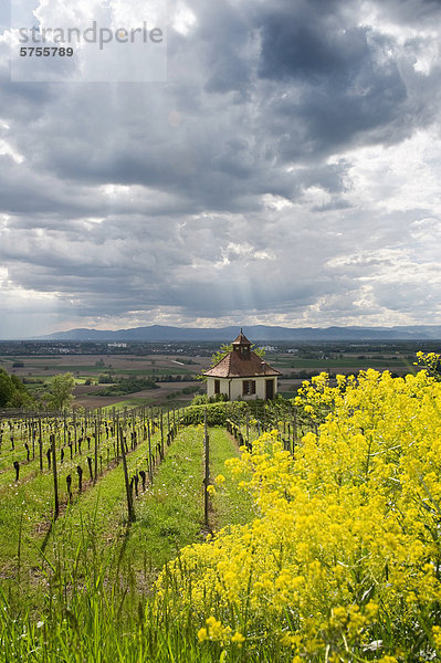 Kapelle im Weinberg bei Ihringen mit Blick auf Breisach und die Rheinebene  Kaiserstuhl  Baden-Württemberg  Deutschland  Europa