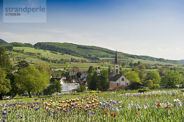 Blühende Irisfelder  Laufen  bei Müllheim  Markgräflerland  Schwarzwald  Baden-Württemberg  Deutschland  Europa