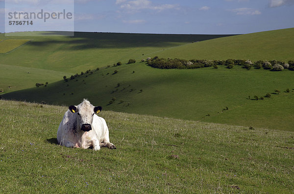 Weißes Rind auf Weide der South Downs bei Lewes  Sussex  England  Großbritannien  Europa
