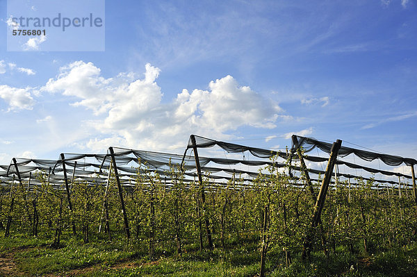 Apfelplantage mit Hagelnetzen gesichert  Laipersdorf  Mittelfranken  Bayern  Deutschland  Europa
