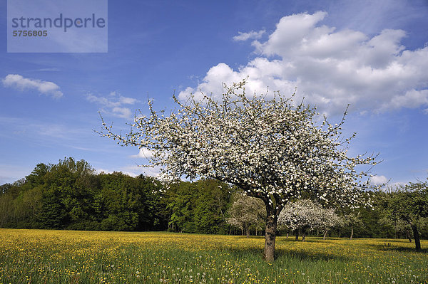Blühende Apfelbäume auf einer Streuobstwiese  Laipersdorf  Mittelfranken  Bayern  Deutschland  Europa