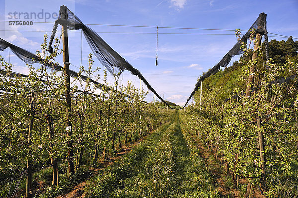 Apfelplantage mit Hagelnetzen gesichert  Laipersdorf  Mittelfranken  Bayern  Deutschland  Europa