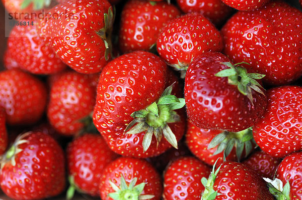 Frische Erdbeeren (Fragaria)