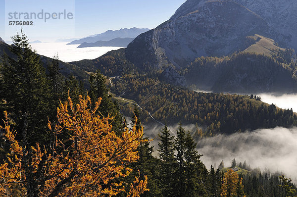 Blick vom Jenner in das darunterliegende Nebelmeer  Berchtesgadener Land  Oberbayern  Bayern  Deutschland  Europa