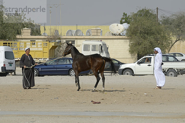 Pferdehandel  Animal Souk  Salwa Road  Doha  Qatar  Vereinigte Arabische Emirate  Vorderasien