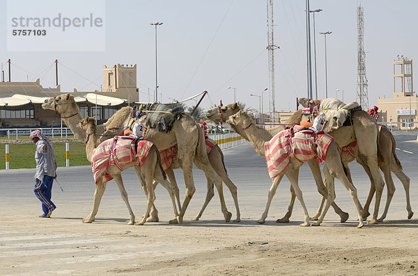 Al Sheehaniya  Camel Racing Track  Doha  Qatar  Vereinigte Arabische Emirate  Vorderasien