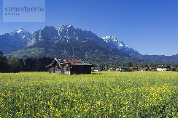 Frühlingswiese mit Zugspitze bei Grainau  Bayerische Alpen  Oberbayern  Bayern  Deutschland  Europa