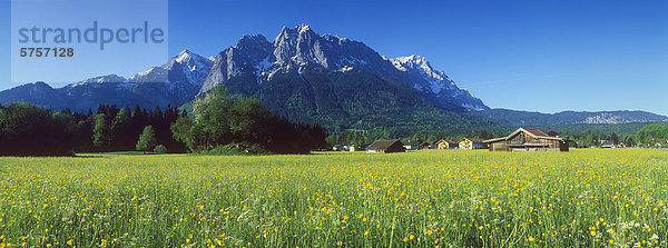 Frühlingswiese mit Zugspitze bei Grainau  Bayerische Alpen  Oberbayern  Bayern  Deutschland  Europa