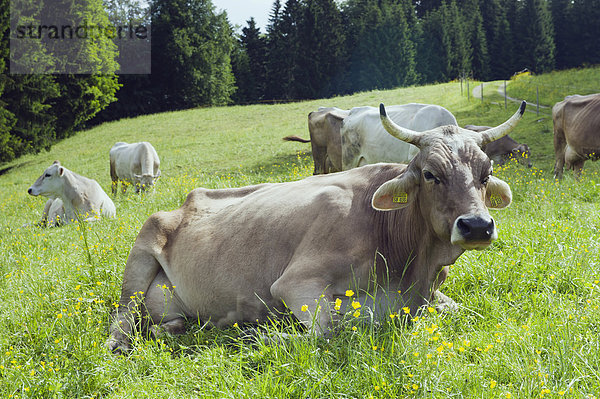 Kühe auf der Weide bei Saulgrub  Oberbayern  Bayern  Deutschland  Europa