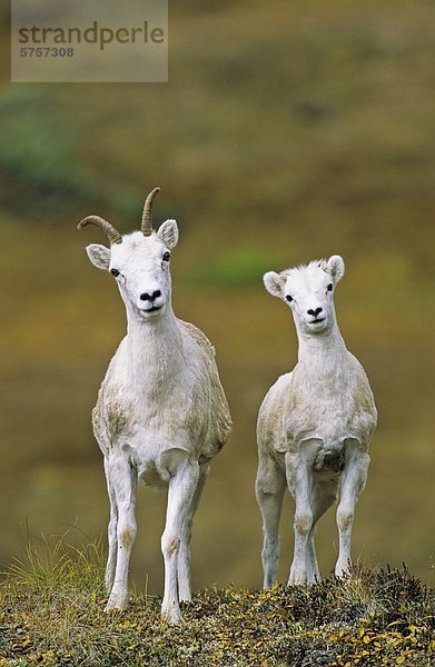 Dall-Schaf Schaf und Lamm  Yukon  Kanada.