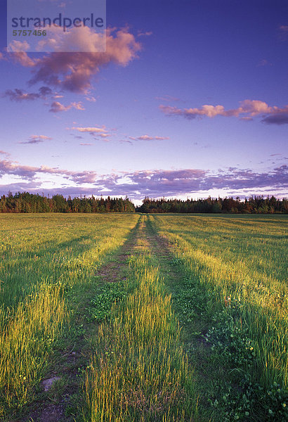 Spuren im grünen Feld  Saskatchewan  Kanada.