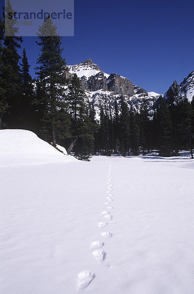 Black Bear tracks auf Schnee im Frühling  Alberta  Kanada.