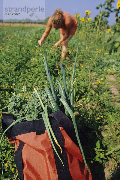 Eine Frau  Sammeln von Gemüse vom Garten über Manitoulin Island  Ontario  Kanada.