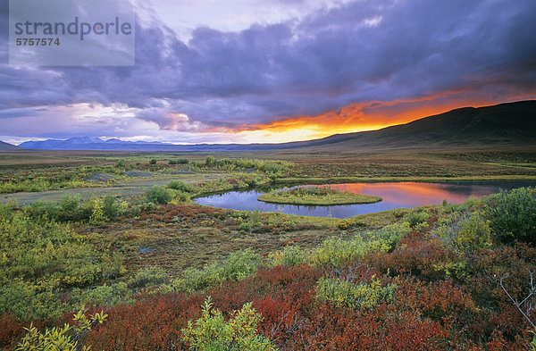 Nördlichen Tundra und den Ogilvie Mountains bei Sonnenuntergang  Yukon  Kanada.