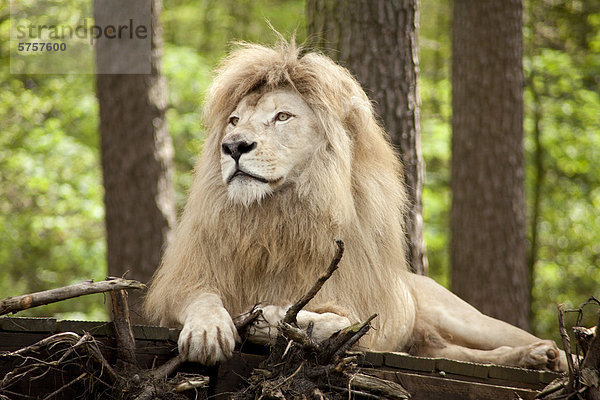 Weißer Löwe (Panthera leo)  Serengeti-Park  Hodenhagen  Niedersachsen  Deutschland  Europa