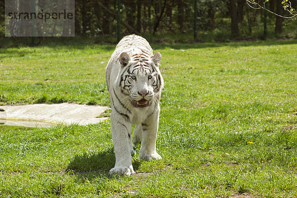 Weißer Tiger (Panthera tigris tigris)  Serengeti-Park  Hodenhagen  Niedersachsen  Deutschland  Europa