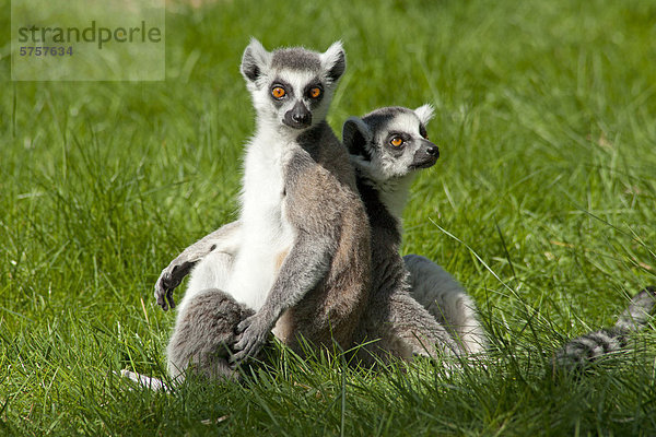 Kattas (Lemur catta)  Serengeti-Park  Hodenhagen  Niedersachsen  Deutschland  Europa