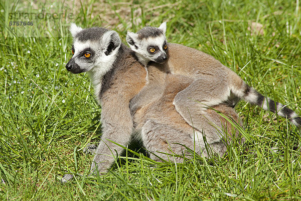 Katta (Lemur catta) mit Jungtier  Serengeti-Park  Hodenhagen  Niedersachsen  Deutschland  Europa
