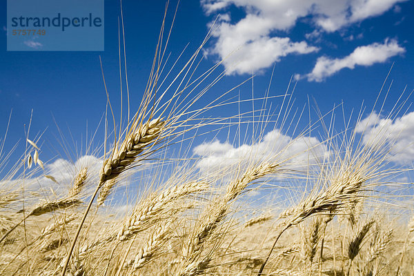 Nahaufnahme des Weizens in Saskatchewan  Kanada.