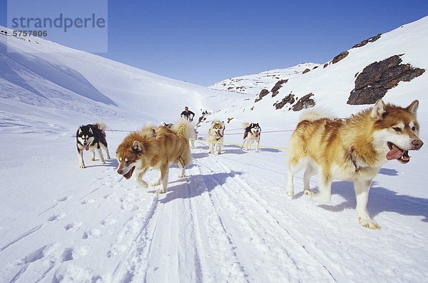 Hundeschlitten team Grenzübergang Meta Incognita Penninsula  Baffininsel  Nunavut  Kanada.