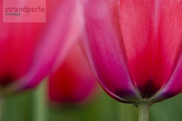 Nahaufnahme von Tulip Sorte 'Pink Impression'  Kanada.