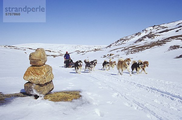 Hundeschlitten Team Überquerung Meta Incognita Halbinsel  Baffininsel  Nunavut  Kanada.