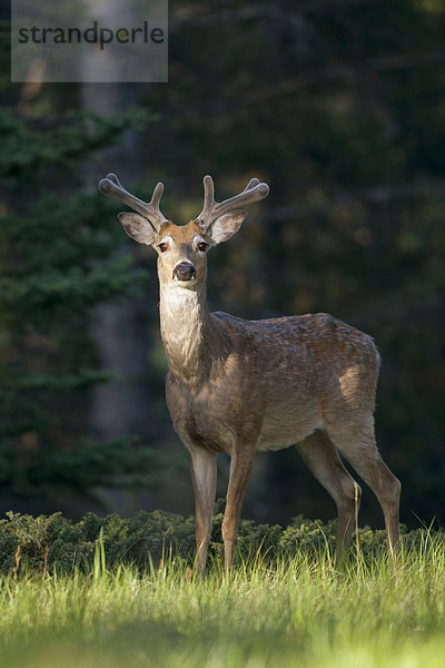 Porträt eines weißen beschattete Hirsch  Kanada.