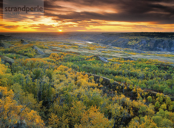 Herbst Farben chemische Island Buffalo Jump Provincial Park  Alberta  Kanada.