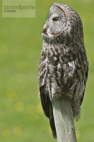 Große Grey Owl (Strix Nebulosa)  Water Valley in Alberta  Kanada.
