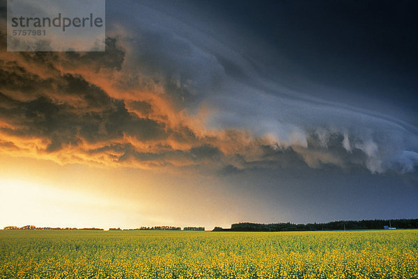 Raps und Gewitterwolken nahe Glenboro  Manitoba  Kanada.