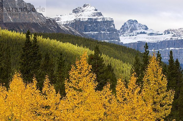 Mount Chephren und Herbst Espen  Banff Nationalpark  Alberta  Kanada.