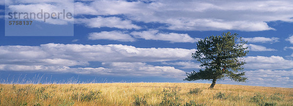 Porcupine Hills Grasland und ein einsamer Baum. Alberta  Kanada.