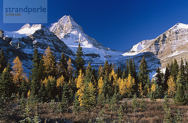 Mount Assiniboine und Stand der Lärchen im Herbst  Mount Assiniboine Provincial Park  British Columbia  Kanada.